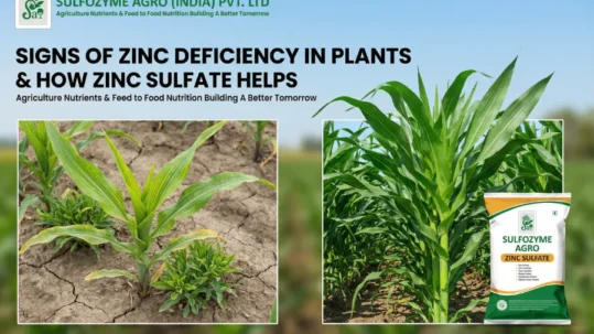 signs of zinc deficiency in plants and how zinc sulfate helps